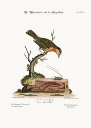 Der Wurmfresser und der Ziegenkäfer, 1749-73